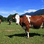 Soklic * Bohinj