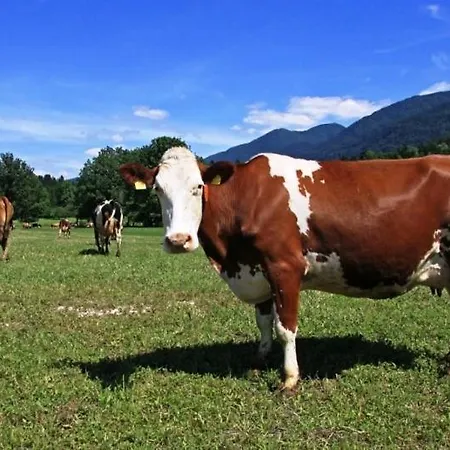 Soklic * Bohinj